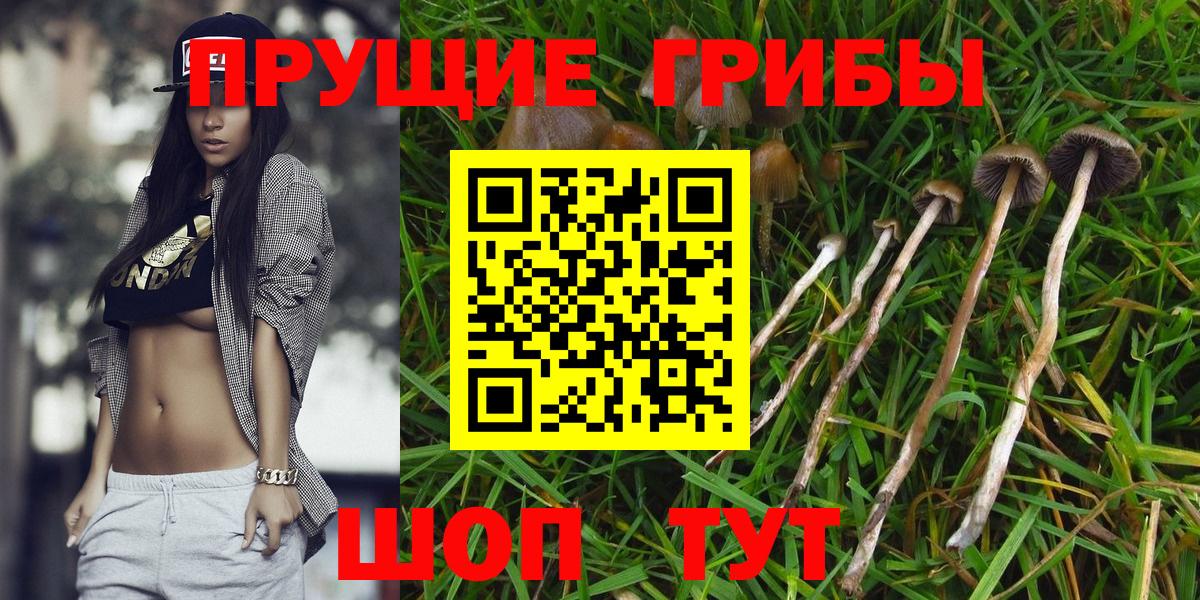 Галлюциногенные грибы прущие грибы  Вход с VPN  Сергиев Посад 